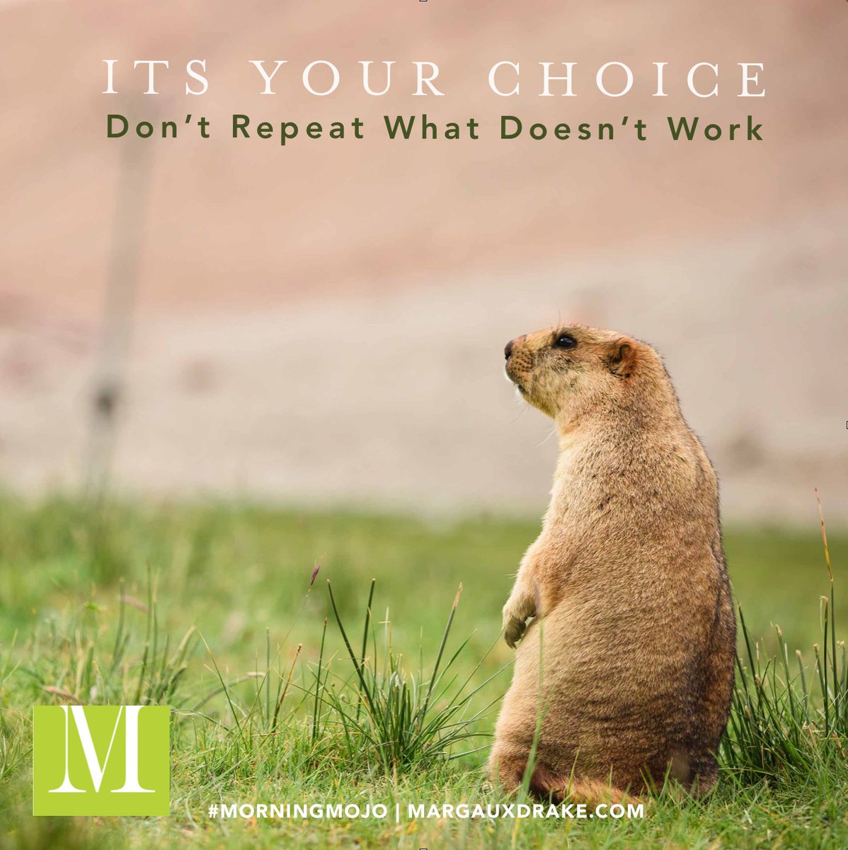 MargauxDrake's tweet photo. Groundhog Day movie, is a GREAT reminder that doing the same thing while expecting different results is MADDENING! #GroudhogDay #MorningMOJO https://t.co/8RdB8tl2DR