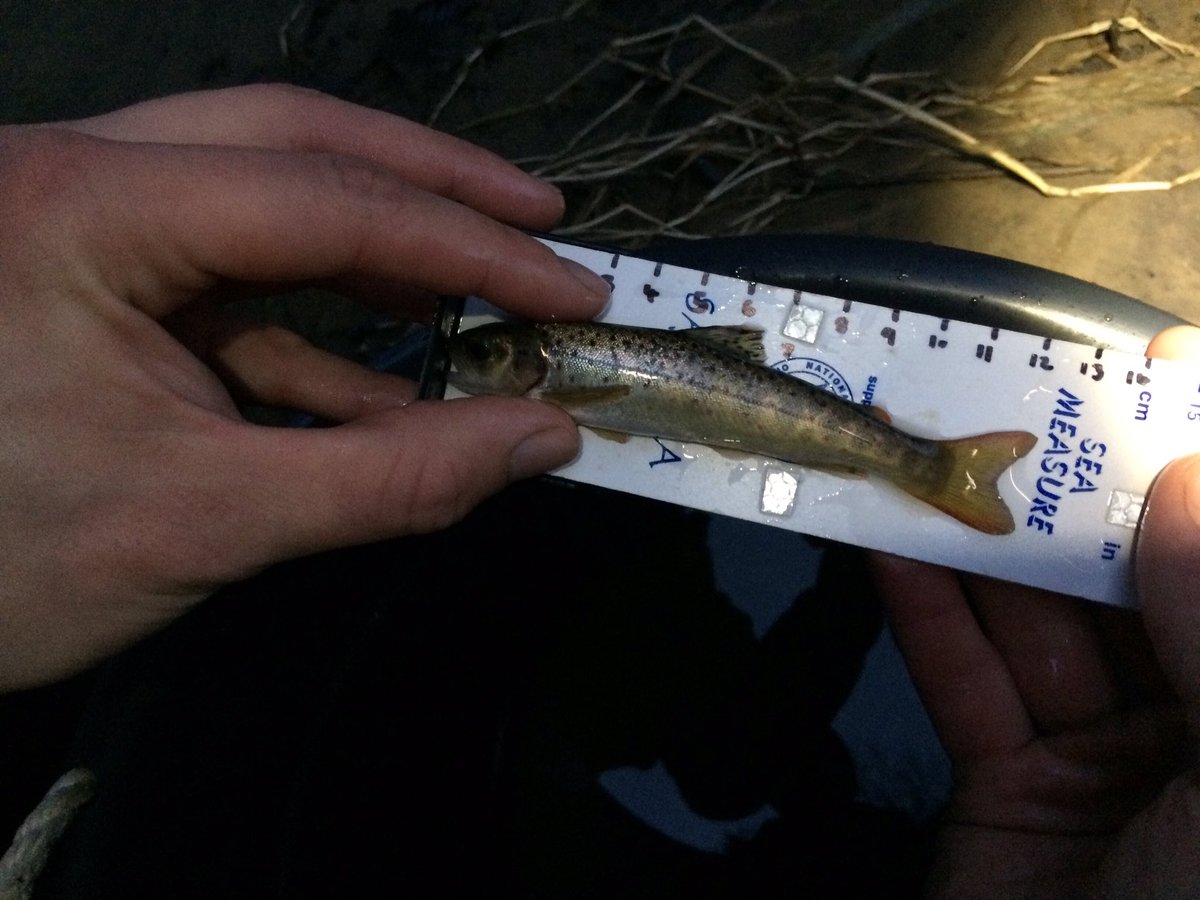 TM_WRT's tweet photo. Fyke 5, set Weds PM, return, one brown trout. Levels particularly unfavourable but nice to get a fish nonetheless. #SearchForSmelt https://t.co/kBN3zwZajX