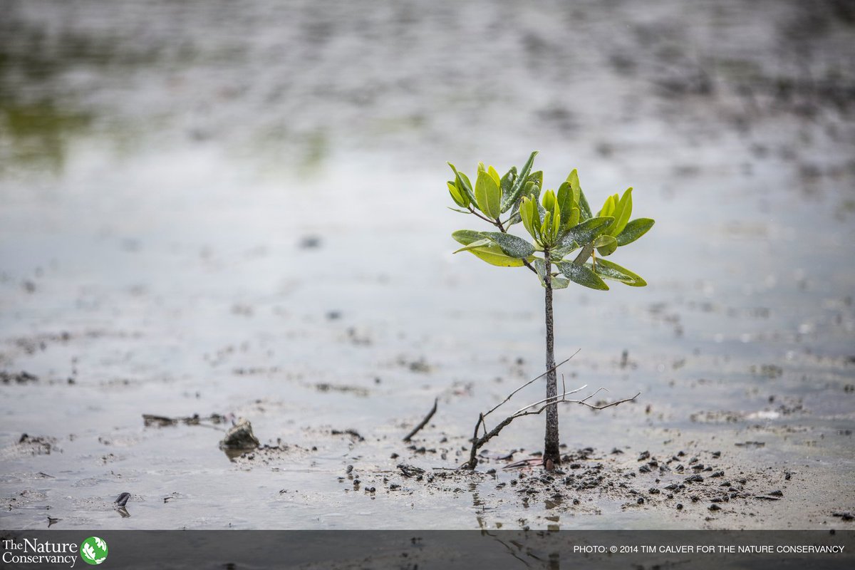If we take care of our wetlands, they’ll take care of us. #WetlandsForOurFuture #WorldWetlandsDay 
bit.ly/2jWcbiF