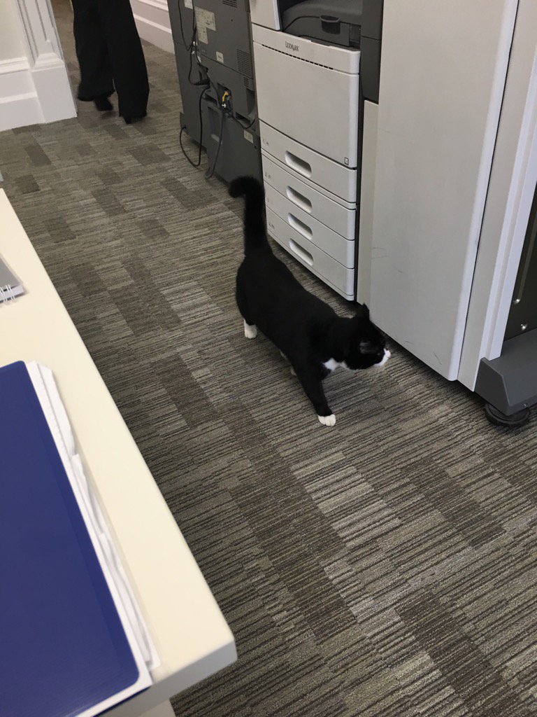 TierneyDC's tweet photo. Started in Trade Strategy this week, in King Charles St. Palmerston, famous FCO mouser, popped in to say hi. https://t.co/g6TW0wWTfF