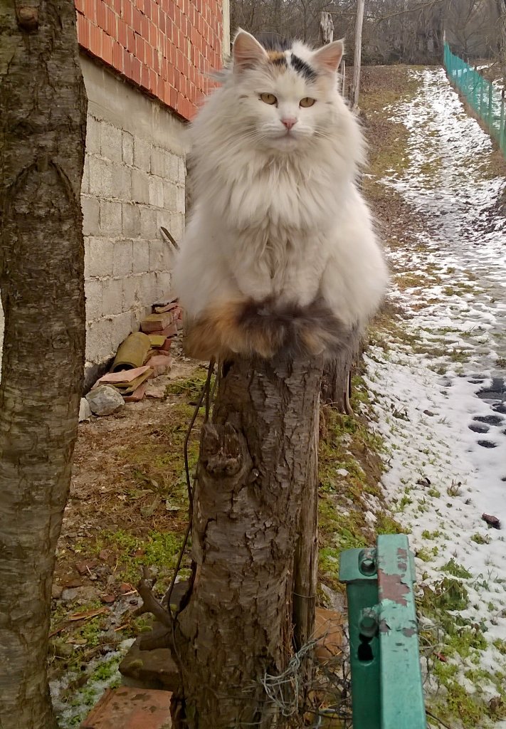 Flashenzug's tweet image. Kosmati mačak zvan: "seronja" bi jebo nešto, cijeli dan javče mačju serenadu! #veljaca