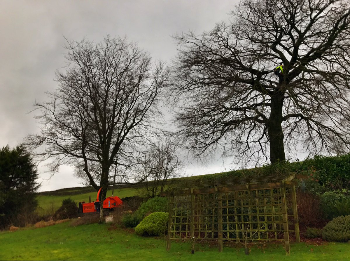 hodge100's tweet photo. Today we got called out to a large Beech tree which a limb had failed and was hanging in the tree.#treesurgery# treesurgeon #pmhtreesurgeons https://t.co/1DJLsVrMMA