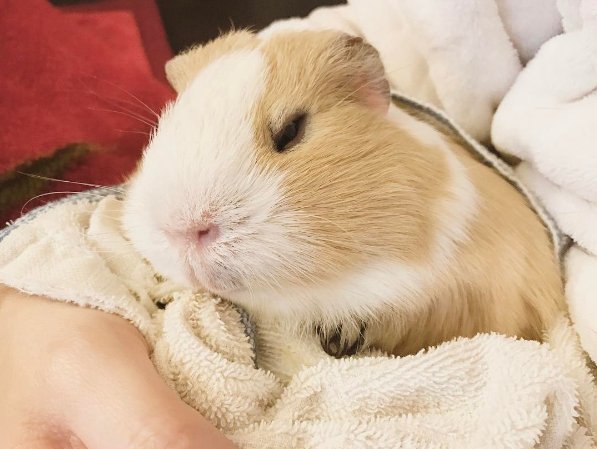 marsschild's tweet image. #Chewe ♡  hora da soneca 💤