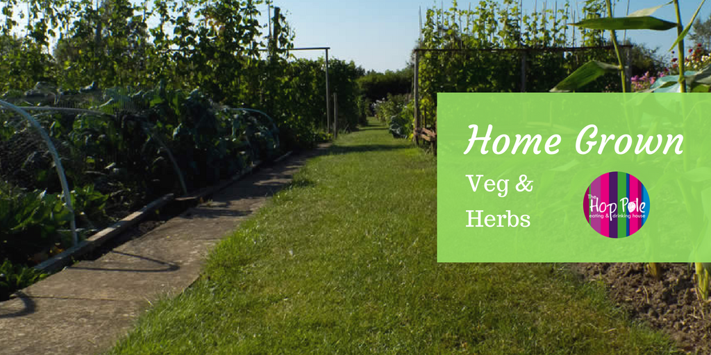 thehoppolepub's tweet photo. Did you know that most of our veg is grown here at The Hop Pole?

https://t.co/d3rkTLKC4Q

#HomeGrown #Retford #Doncaster#SouthYorksBiz https://t.co/L5jxaseuTl