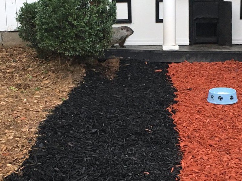 GACleanAirForce's tweet photo. This just in! Beau, a #groundhog that lives in Lilburn's @GameRanch, predicts spring will arrive early!🌷 https://t.co/Gg8EZRqs7l