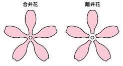 押川 隼也 高校 大学受験対策 中1理科 離弁花類でテストによく出るエンドウ サクラ アブラナを効率よく覚えよう 遠藤さくらの危ないリベンジ 遠藤 エンドウ さくらの サクラ 危ない アブラナ リベンジ 離弁花類 中1 理科 押川 隼也 高校 大学受験対策 中1理科 離弁花類でテストによく出るエンドウ サクラ アブラナを効率よく覚えよう 遠藤さくらの危ないリベンジ 遠藤 エンドウ さくらの サクラ 危ない アブラナ リベンジ 離弁花類 中1 理科