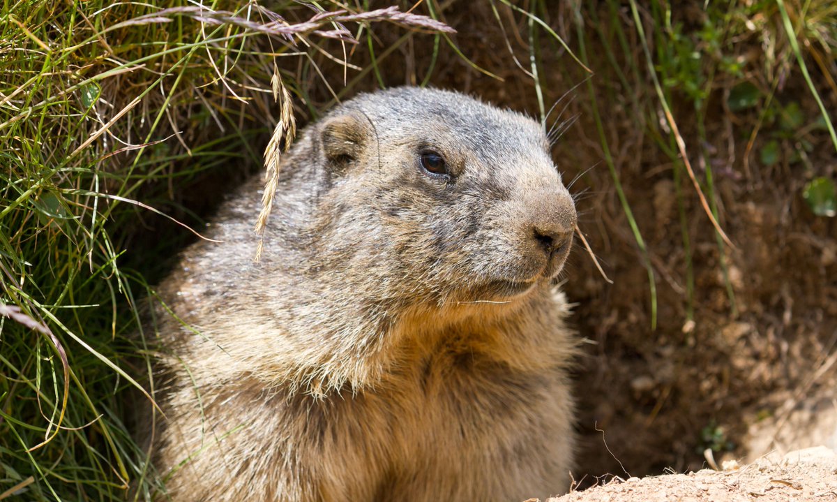 Only six more weeks of winter, or so we hope! Happy Groundhog day!