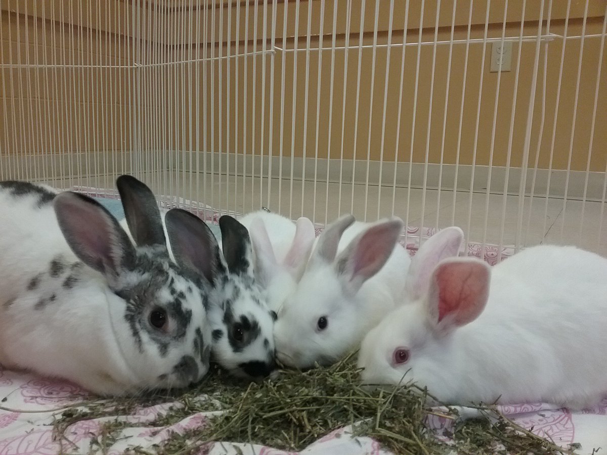 Adopt a rabbit! Years of laughter and happiness to follow. The Groundhog says winter but the bunnies bring sunshine! <a href="/ARLNH/">ARLNH</a>