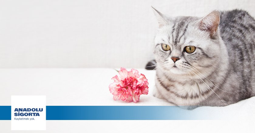 Evinizdeki karanfil, sardunya ve aloe vera gibi bitkilerin biricik dostlarımız için zehirli olabileceğini #biliyormuydunuz?