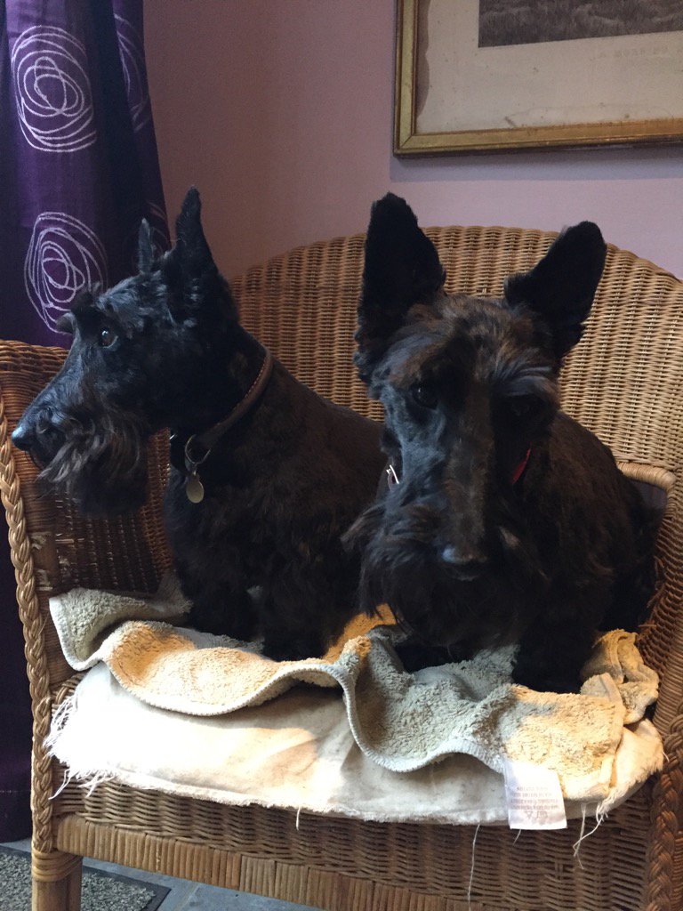 HettieMegan's tweet photo. @treatmentroom Looking handsome with new haircut 🐾🐾 https://t.co/c7h6WTIKea