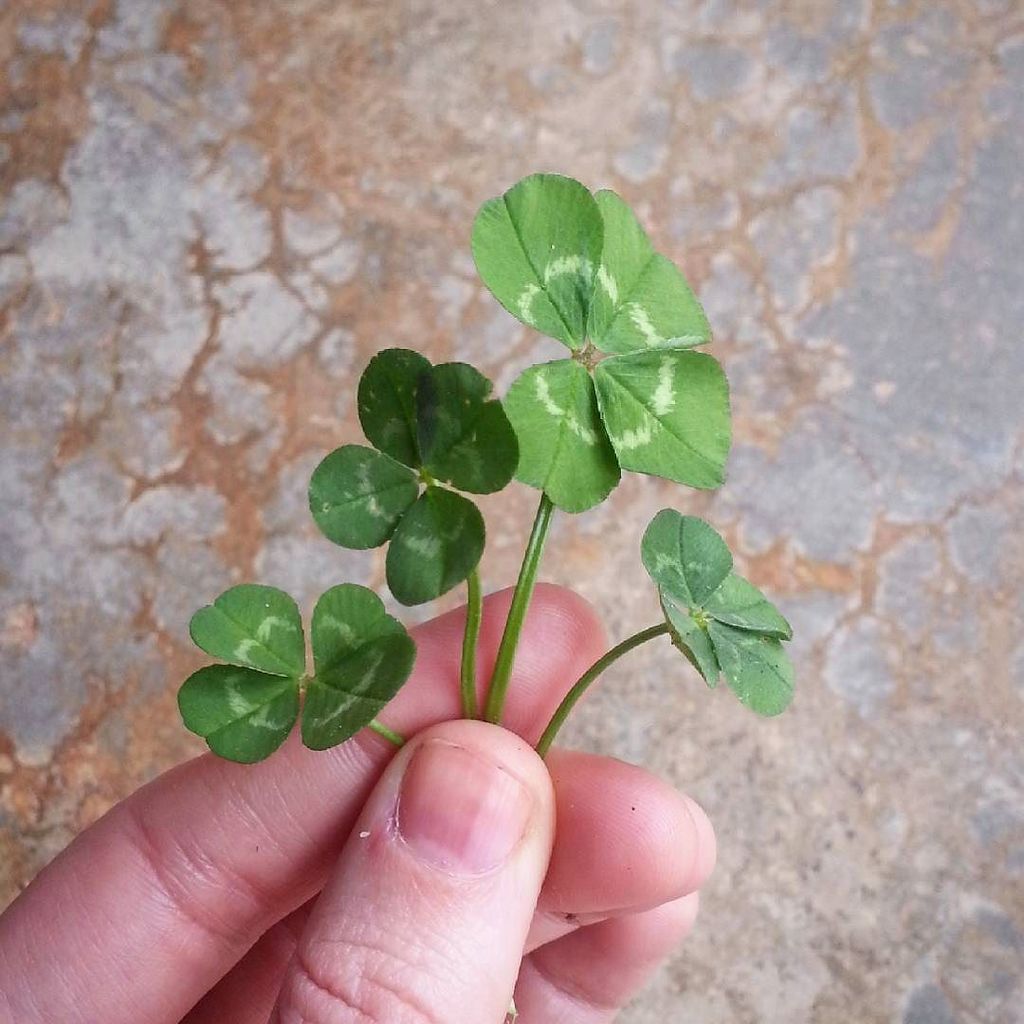 katian_w's tweet photo. Too much luck to handle #patternrecognition #4leafclover https://t.co/YpmSJrc12b