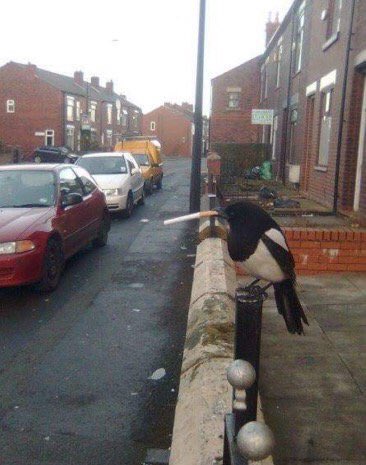 HolyheadSeagull's tweet photo. The stress of inner city living takes its toll on bird population 

#HumanMess https://t.co/Rh2XLiEVMM