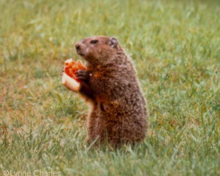 MaddiosOcala's tweet photo. It's #GroundhogsDay! #Punxsutawneyphil forecasts 6 more weeks of #pizza..then 6 more weeks...then 6 more.. #maddios https://t.co/aZ75nIzmHn