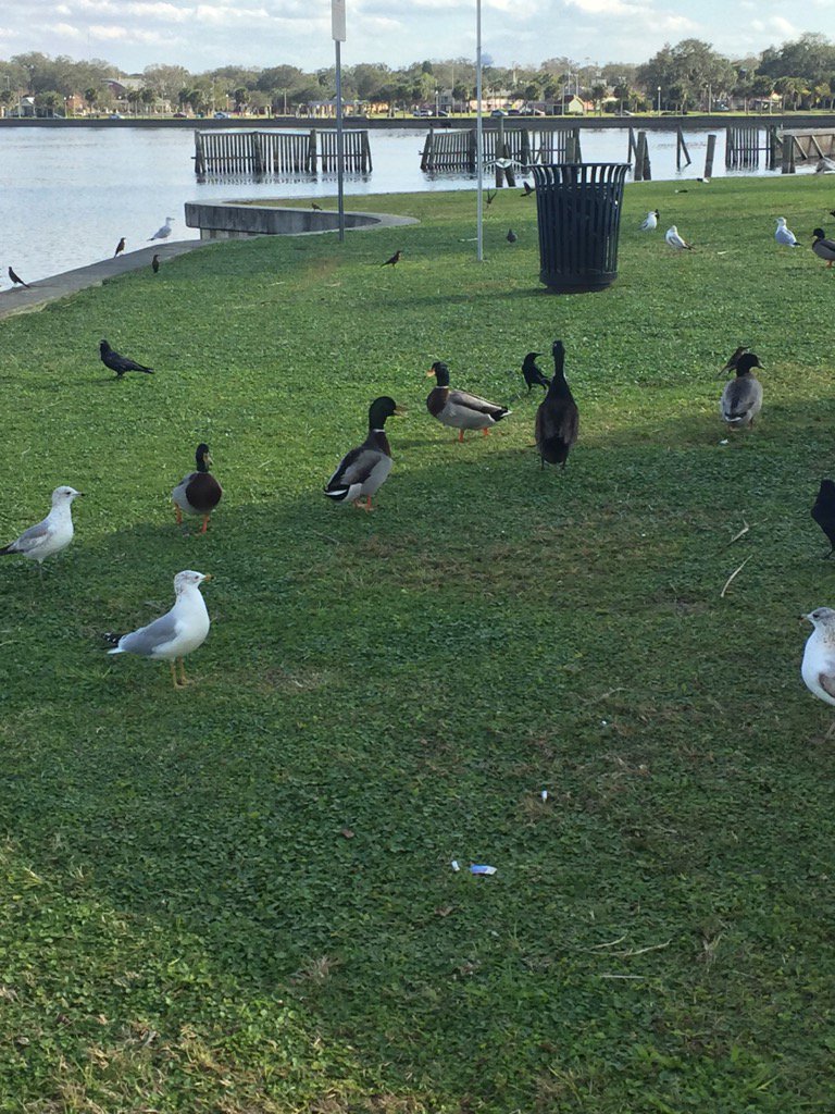How do these birds know it's he off-season for me?! #ducks #hunting