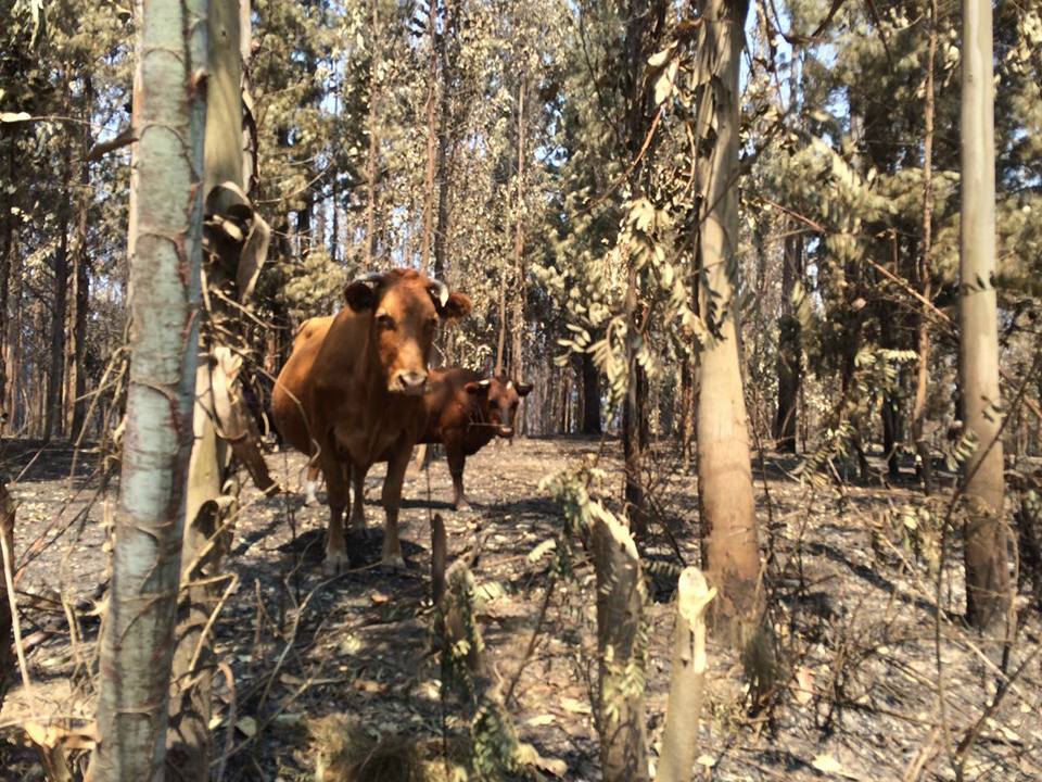 MaciChile's tweet photo. Chanco Te Necesita. Campaña Incendios Forestales. ¡Anímate a Ayudar!
#ChancoTeNecesita
https://t.co/h3WEhn7You https://t.co/yfBYmSPUFR