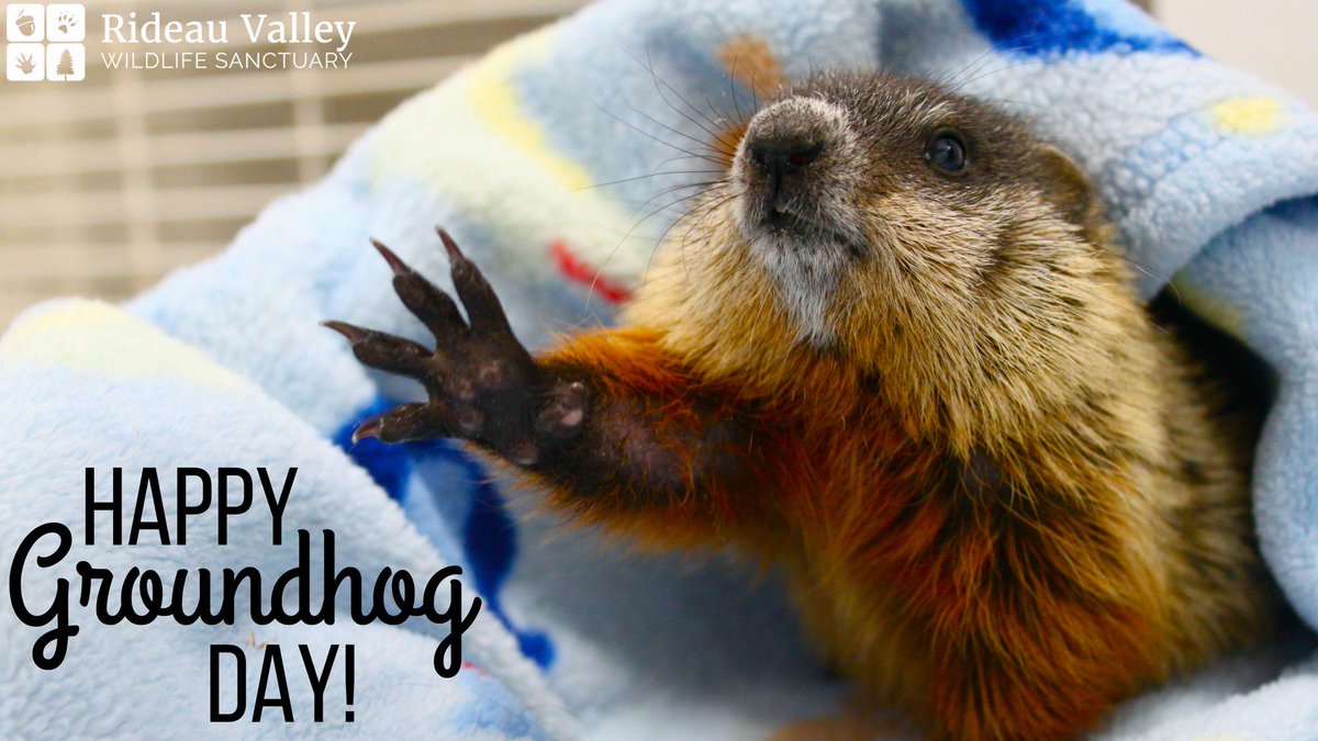 Happy Groundhog Day! An early spring has been "predicted", which means that baby season is almost upon us! #ottnews #ottawa