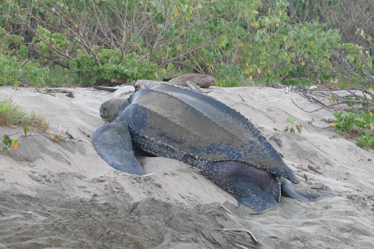 leatherback's tweet image. Nesting #seaturtle update from Playa Grande! We've had 11 leatherbacks, 39 olive ridleys &amp;amp; 5 greens this season #CostaRica