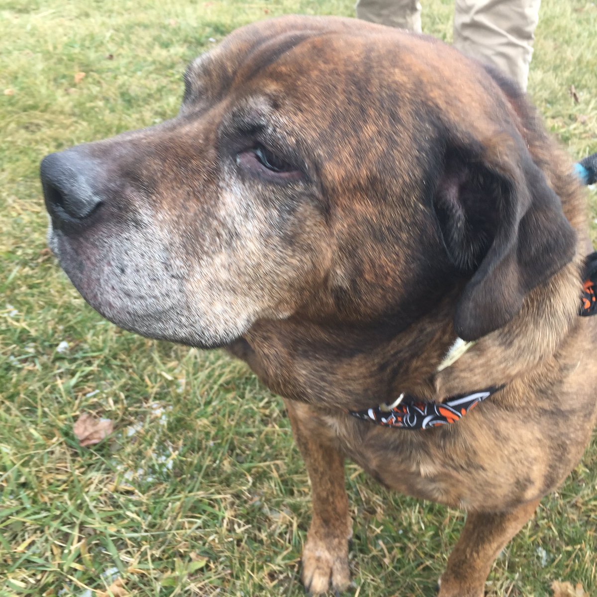 PAWineSpirits's tweet photo. We’re here w/ Brutus at the Danville @PSPCA , where @TitosVodka is making a donation to support the organization’s efforts. https://t.co/4C3YrANIms