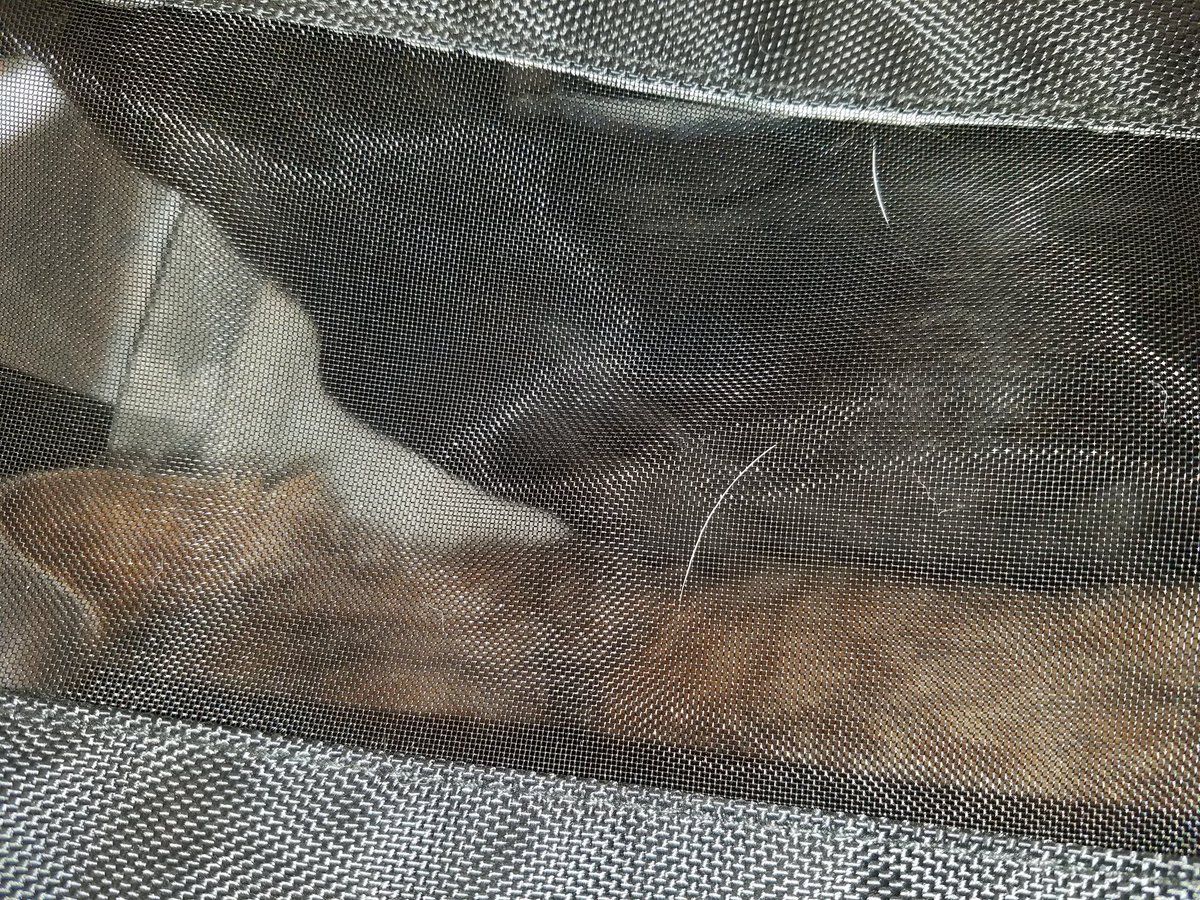 AmaraThePuss's tweet photo. Get us out of here!!!!  Hahhhlllppp were being held against our will!!!  I'm jail with my bro @CastielTheKitty https://t.co/PjWEx5aCEW