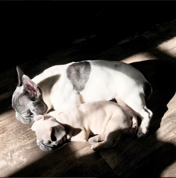 MayfieldGroup's tweet photo. And then there were two! Meet the newest @MayfieldGroup Pet-in-Residence...Penny! #PepandPen #TMGDaily https://t.co/EMAGyTJXbx