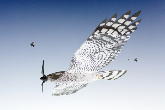 campus_pro's tweet photo. DRONES, INFINITAS POSIBILIDADES. Imitan a las rapaces y ahuyentan a pájaros pequeños que perjudican las cultivos. https://t.co/k2BUd80yzi https://t.co/M053NOqoze