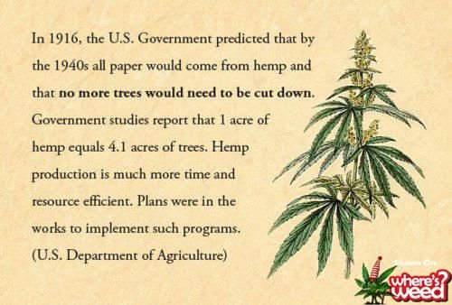 NeedleRockFarms's tweet photo. Imagine where we would be today if the people in power had us and the planet in mind whilst making decisions. #hemp #planetearth #cannabis https://t.co/oM4a1T1pcu