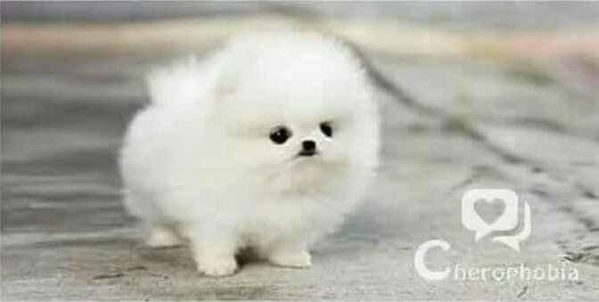 samir22275's tweet image. يعني دا كلب واللي اعرفهم بني آدمين
عجبت لك يازمن😒😒
#AHMED_SAMIR»»