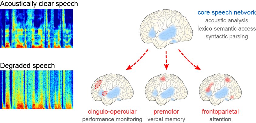 Peelle Lab tweet media
