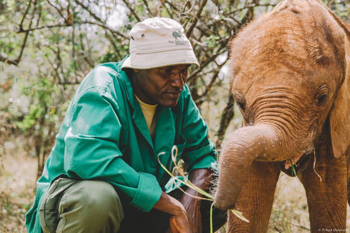 IworryTrade's tweet photo. Photo of the week! #Elephant Keeper Peter Mbulu keeps a new arrival company at @DSWT Orphanage https://t.co/GIxK7mwwoc