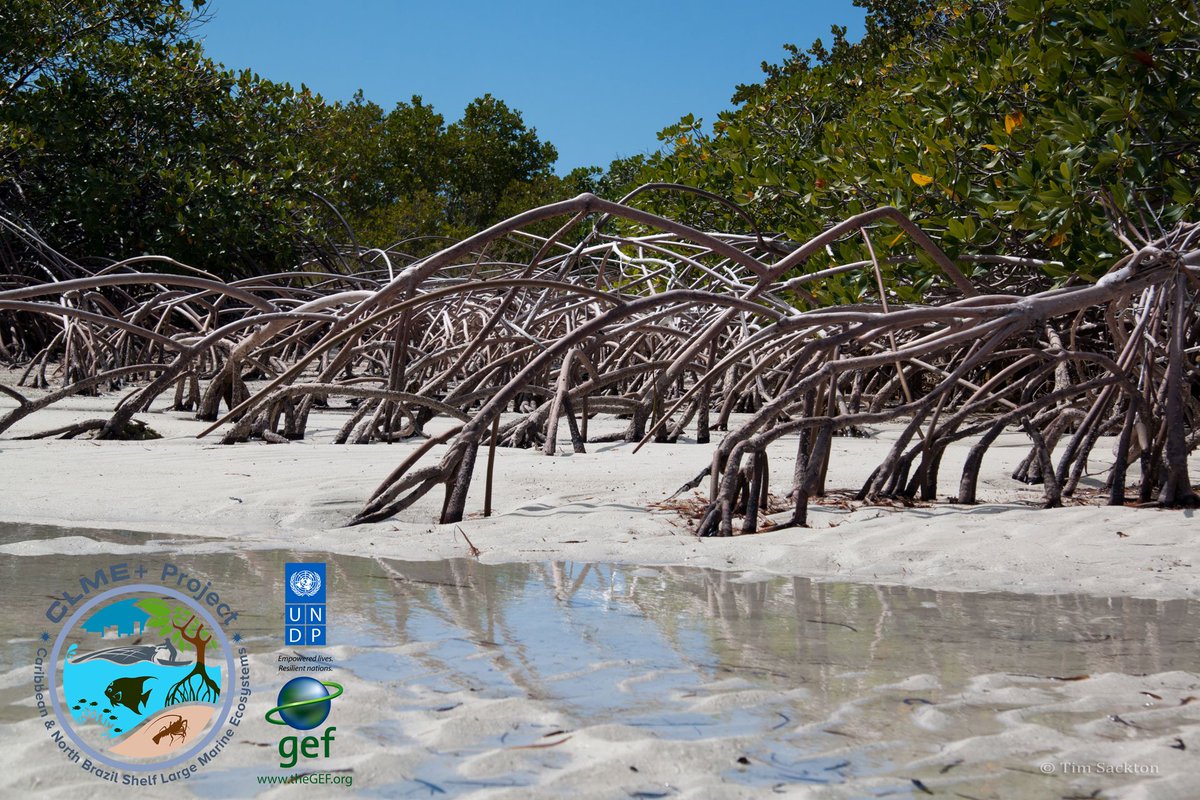 CLMEplus's tweet image. #DYK that #wetlands are a natural buffer agains disasters? The #CLMEproject works on protecting mangroves &amp;amp; coral reefs. #WorldWetlandsDay