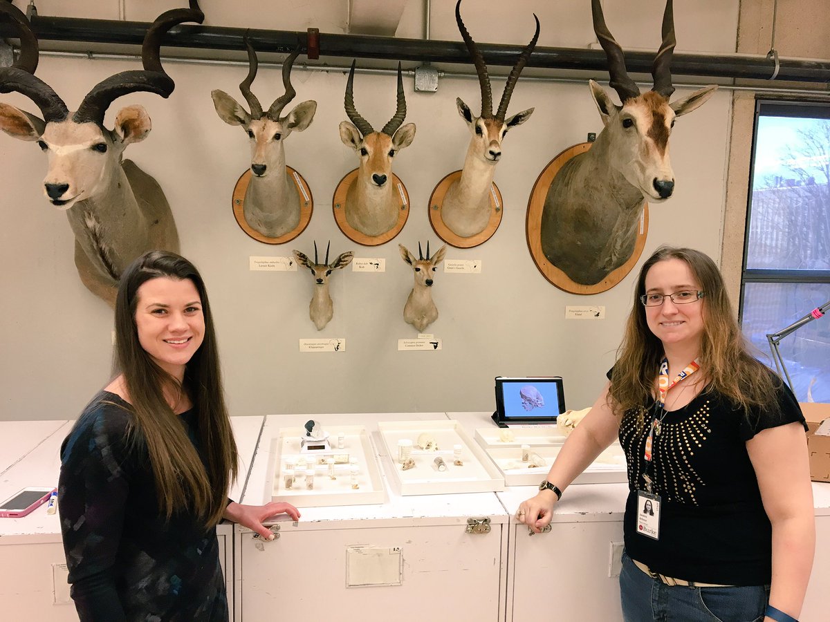 SESantanaM's tweet photo. Our lab has been busy this week communicating our @NSF_BIO funded research to the public @burkemuseum @UWBiology https://t.co/j0vaopm2mb