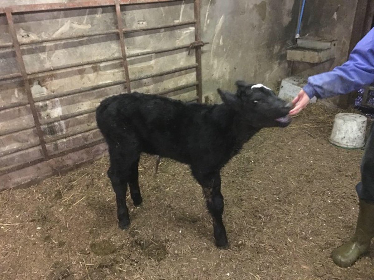 Rhianpricemedia's tweet photo. Born this morning. Guess the breed... @HennersW #teamdairy https://t.co/MggEOLmAC9