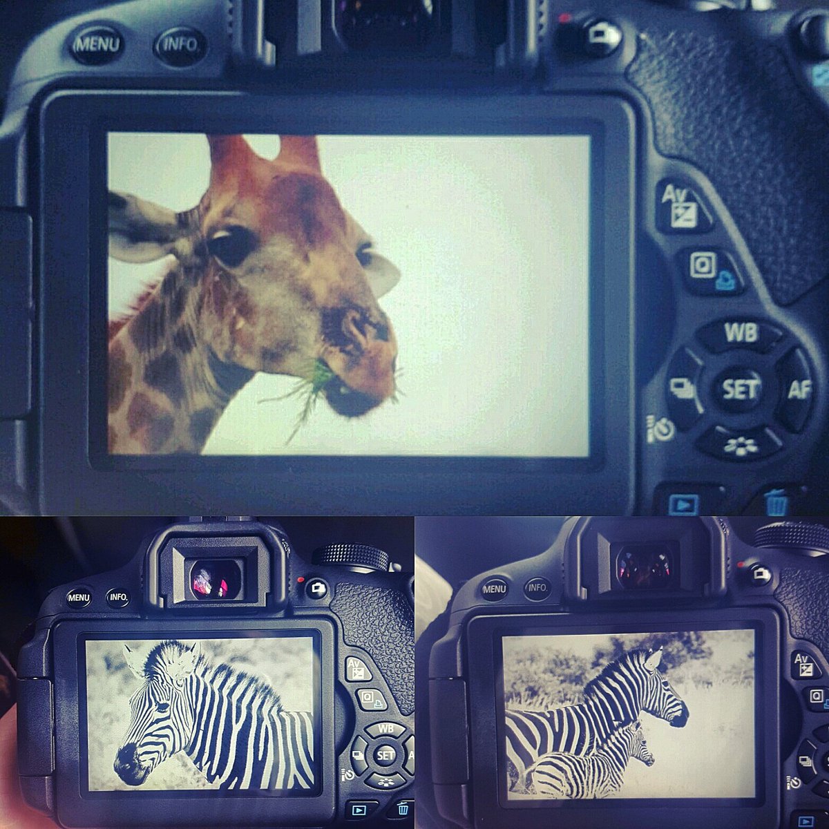 strydom_sune's tweet photo. #SneakPeek #SunéStrydomPhotographer #MyPhotography #Pilansberg #Nature https://t.co/w61oR7isJP