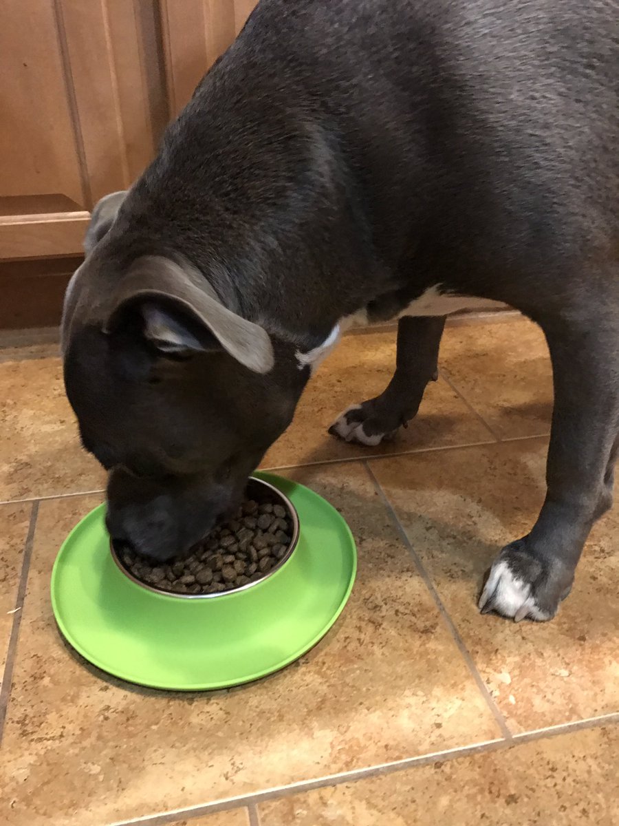 MuirSales's tweet photo. Izze Smoosh is happy to product test for @MessyMutts #MuirSales #IzzeSmoosh #Pitbull #StaffordshireTerrier #MessyMutts #Dog #DogLife https://t.co/gxo70iVvZJ
