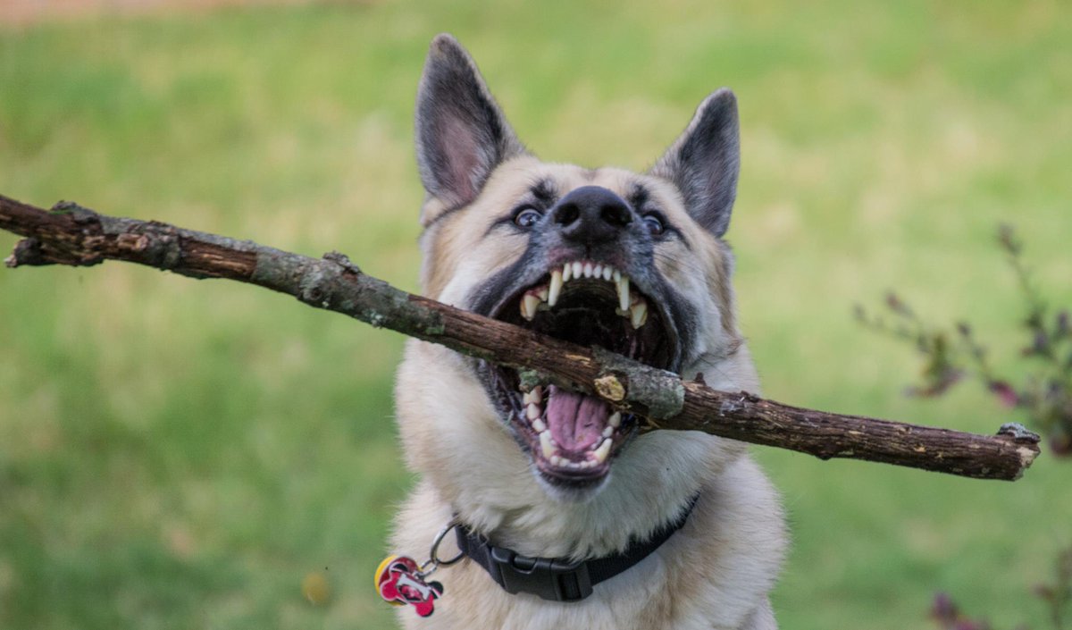 GSDXander's tweet photo. I don't have a #stick addiction. I can quit whenever I want.

#GSD #GermanShepherd #DogsOfTwitter #Alsatian #StickAddict https://t.co/HXFU8gj0qT