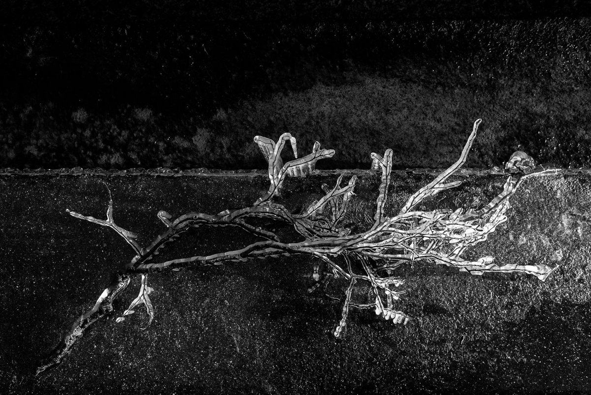 milk_workshop's tweet photo. In my hometown, we recentely had a strong wind, 92Km/h causing an air feeling of -17Β°c.
#freeezy #windy #winter #frozen_branch #NikonLove https://t.co/n8cfkOSyxw