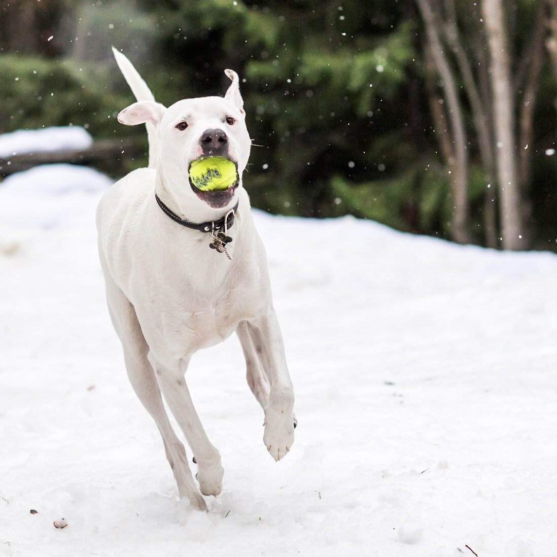 thedogist's tweet photo. Norman,mix,CAโข "He delights everyone." -Try @MortonSalt Safe T Petยฎ ice melt developed with & recommended by veterinarians. #BootTheBoot #ad https://t.co/mKbHR4FKSF