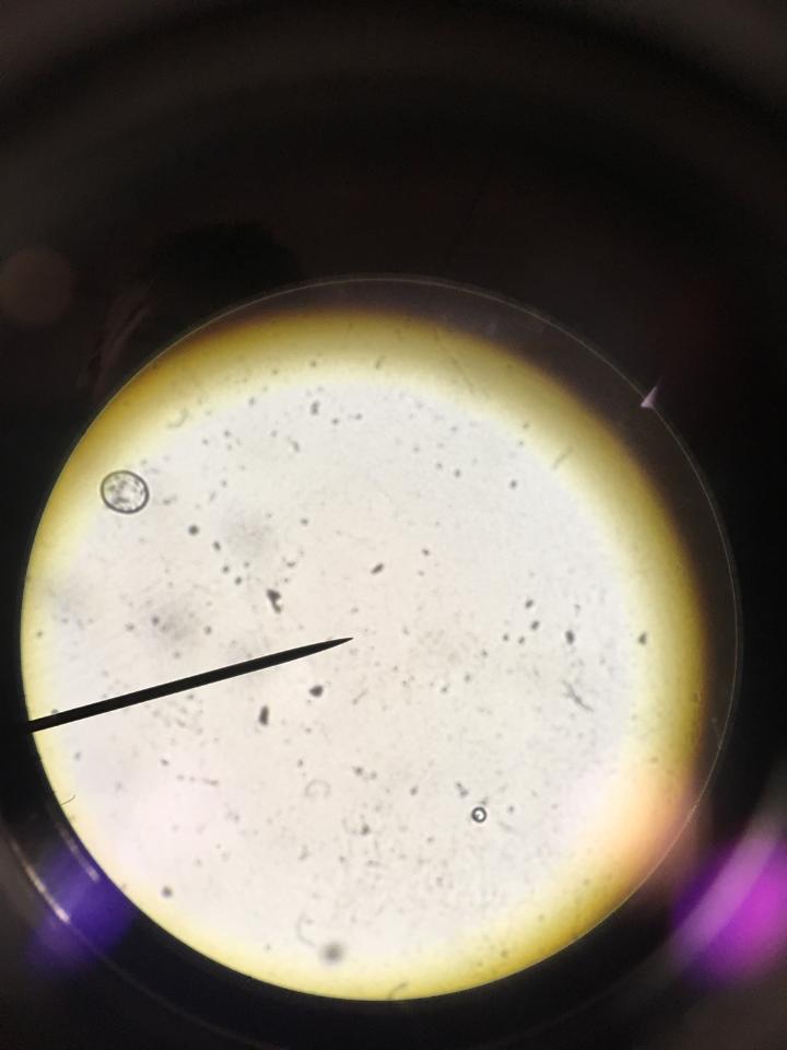 TonyCuyler's tweet photo. #WillicottLabWeek4 @UNKBiol106CW the world of chlorella https://t.co/qfyHv2smhL
