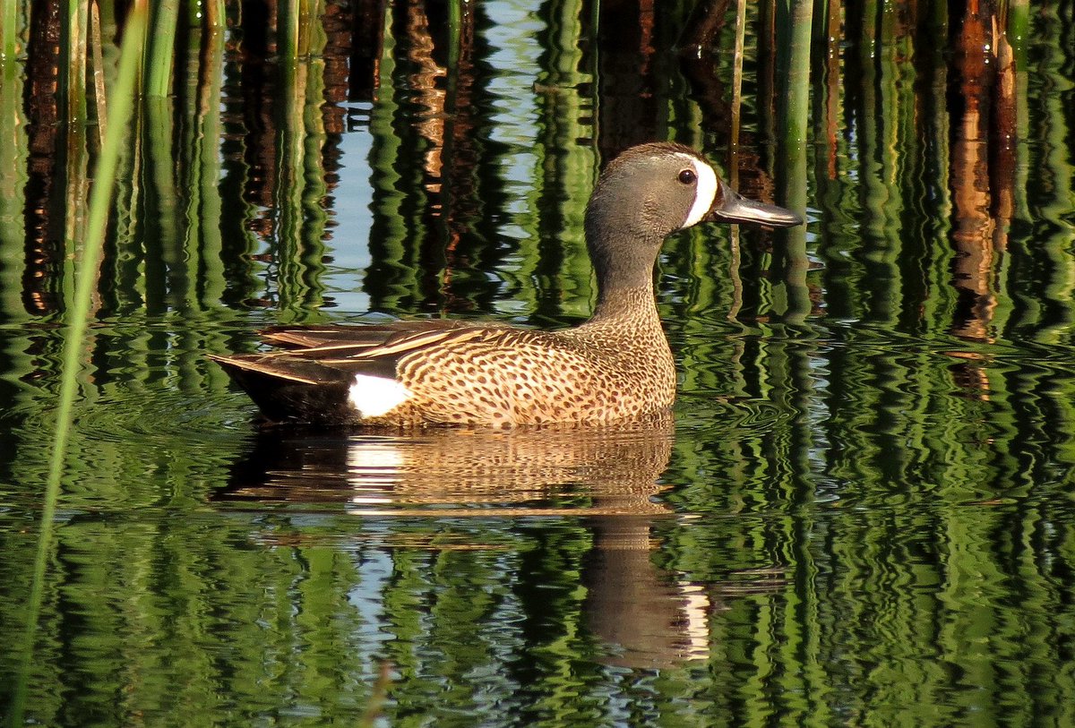 USFWS's tweet photo. Happy #WorldWetlandsDay! Our nation's wetlands provide a multitude of ecological, economic and social benefits: https://t.co/dbY2ojtQ7J https://t.co/v1q7Bfu1pZ
