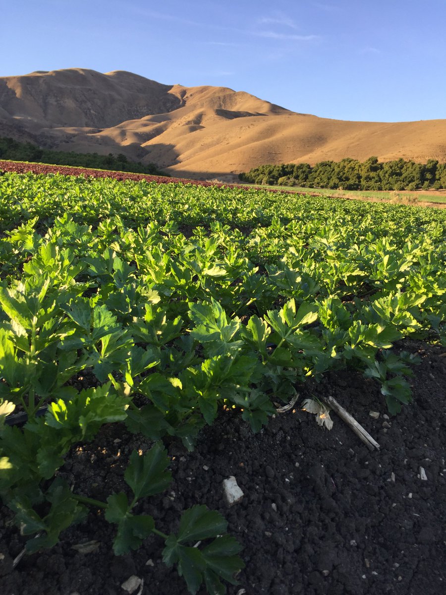 DeardorffFamilyFarms tweet media
