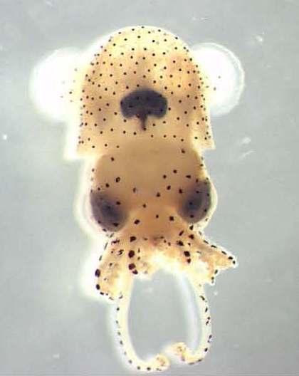 tanyaofmars's tweet image. Did you know baby squid have been sent to the International Space Station? #NASA #Science #SpaceSquid nasa.gov/mission_pages/…