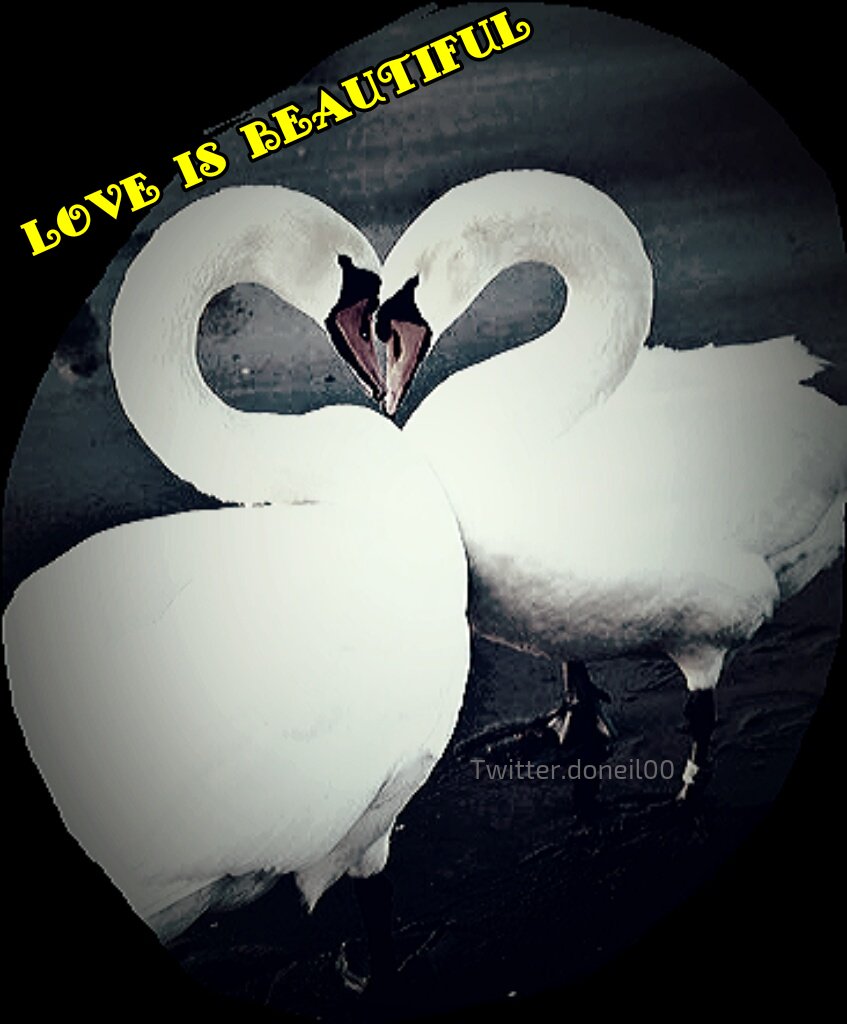 doneil00 tweet picture