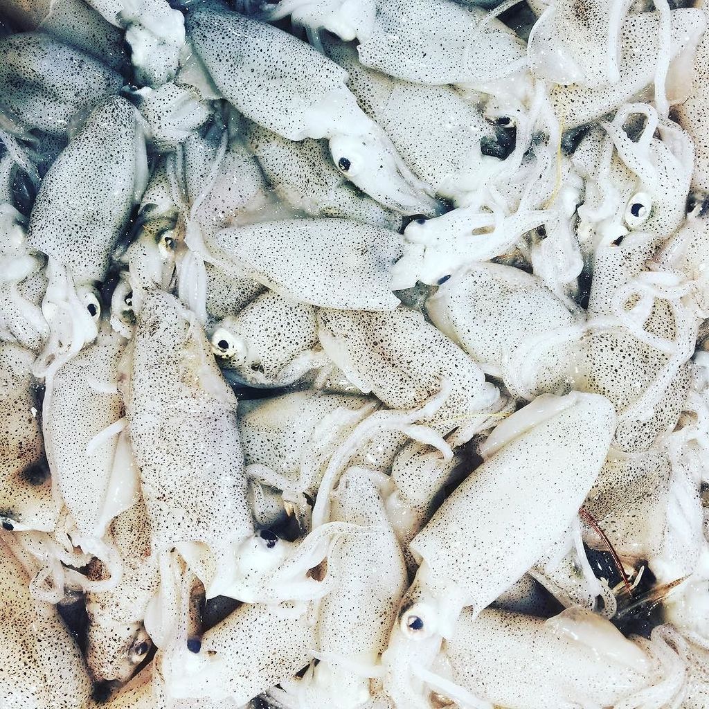 S Q U I D // Local Loligo Squid at the @sydneyfishmarket this week. TIP: Squid needs to be… ift.tt/2k1wpoQ
