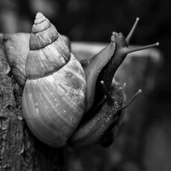BotanicaFace's tweet photo. #TipsdeBelleza La Baba de Caracol es reconocida por prevenir y eliminar arrugas. https://t.co/749ViOpI9x https://t.co/UI6ajz9uYR