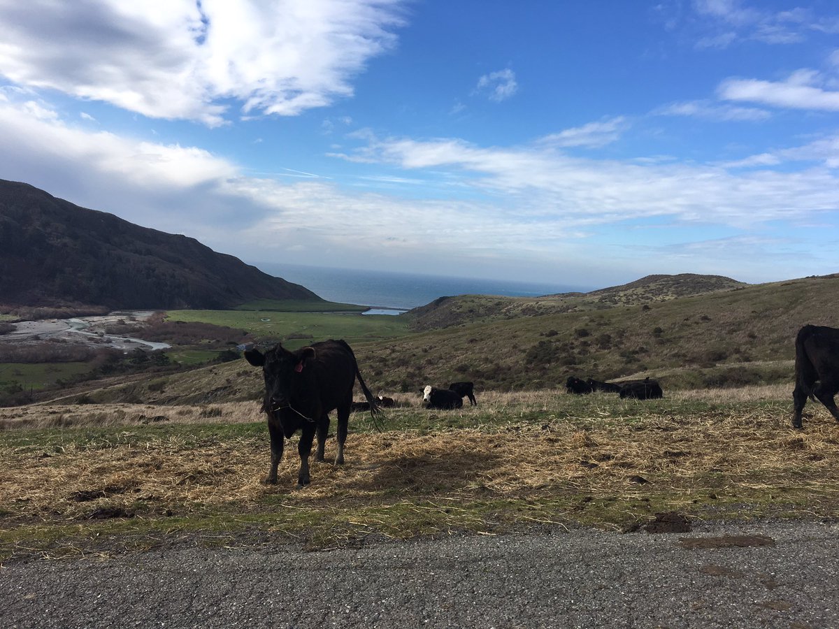 Starting new project in Petrolia California, home of one of the worlds rare black sand beaches, and grass fed cattle.