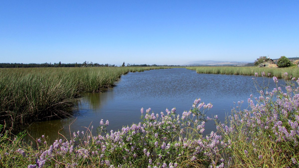 Seremi M.A. Maule tweet media