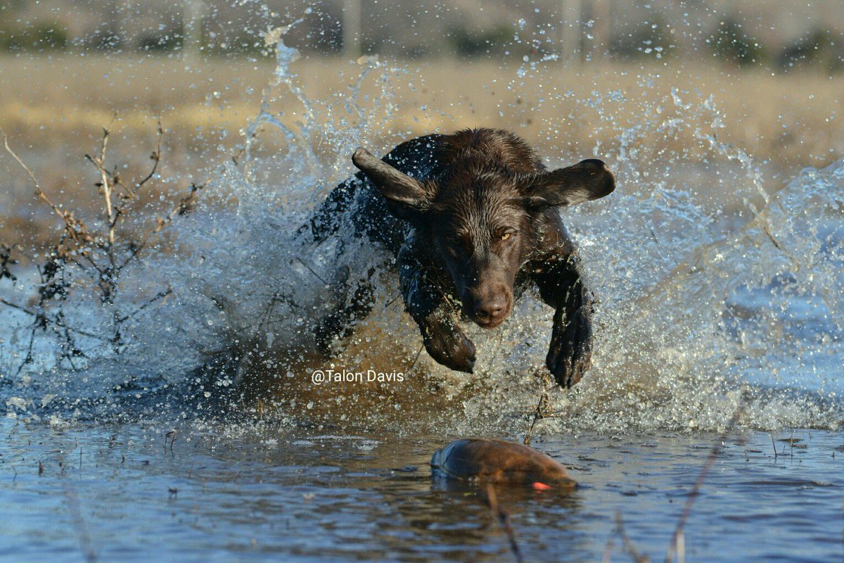 shanemcglothlin's tweet photo. @Gunner_Kennels I'm following you on FB, Insta, and Twitter! Check out my Instagram pics! #gunnereffect https://t.co/Acv3rJ8nse