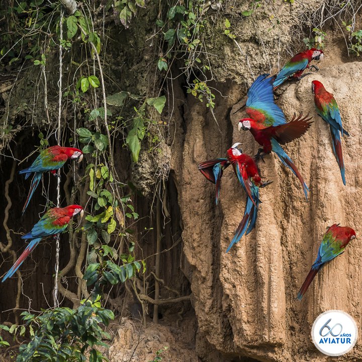 birdwatching_co's tweet photo. Esta es la magia que tenemos en nuestro jardín, #Amazonas. Viaja y descubre este gran destino #AvistamientoDeAves https://t.co/TTHHiZQ2HD https://t.co/lV51pL1t7X