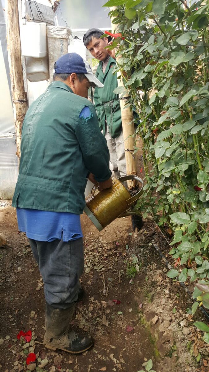 earthalivect's tweet photo. Cette semaine, notre équipe au Guatemala a installé un essai commercial avec notre #ActivateurdeSol sur des roses !! https://t.co/eFhAc2WdYi