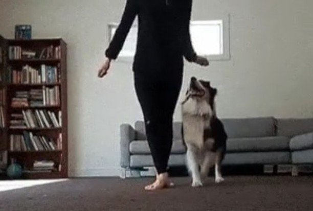 AnimalLulz's tweet photo. https://t.co/SsGHoSDmui Dancing doggo 🐕

Via ribbitribbitrabbit from #reddit 
#dog #doge #puppy #puppies #fluffy #… https://t.co/0s2TxHAnNu